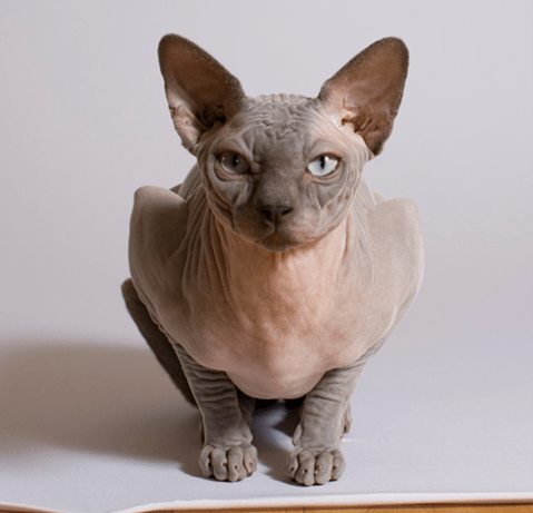 Кошка породы Сфинкс с зеленовато-голубыми глазами